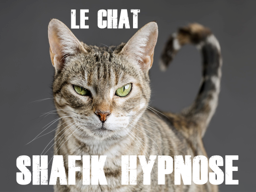 Laurence - LE CHAT – Le #chat et L'#humain #investigation - Shafik Ben Amar #Hypnose Régressive