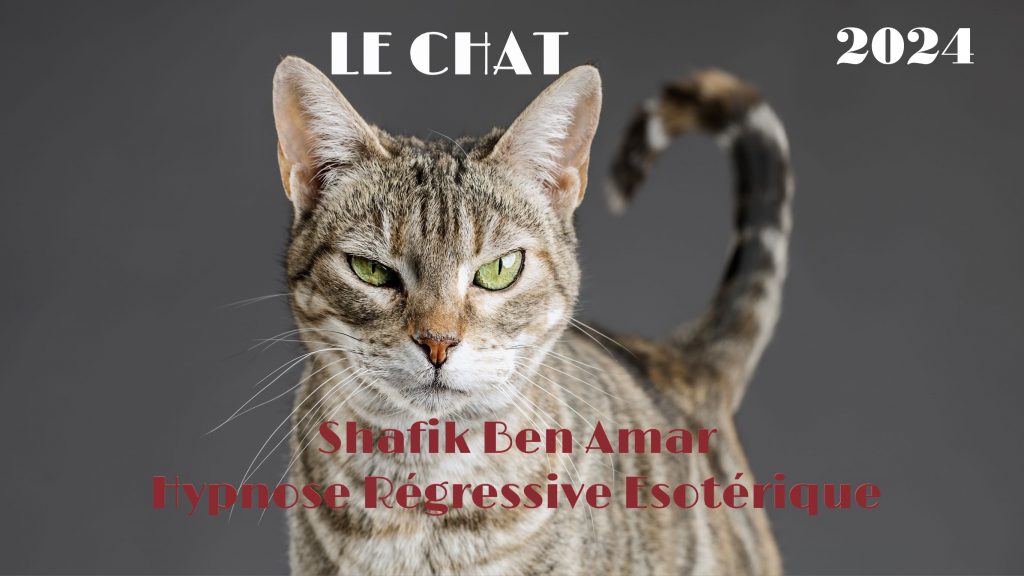 Investigation - Le CHAT 2024 Shafik Ben Amar Hypnose Régressive