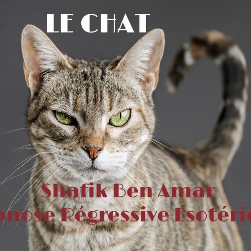 Investigation - Le CHAT 2024 Shafik Ben Amar Hypnose Régressive