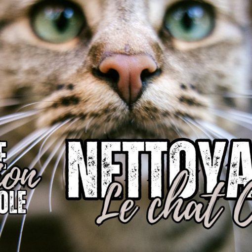 Nettoyage inter espace pour le chat Catra - Shafik Ben Amar Hypnose Régressive ésotériques Bourg-la-Reine