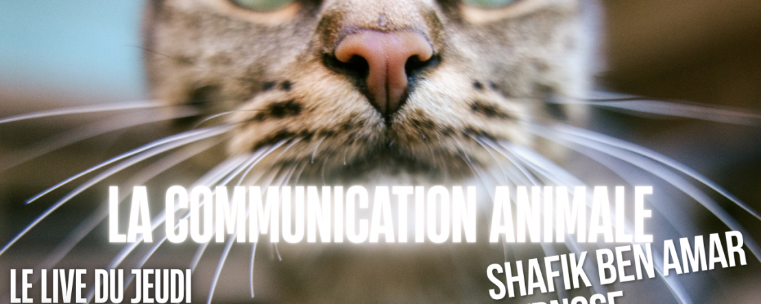 043 - Live HRE du Jeudi 14 aout «la communication animale» - Shafik Ben Amar Hypnose Régressive ésotériques