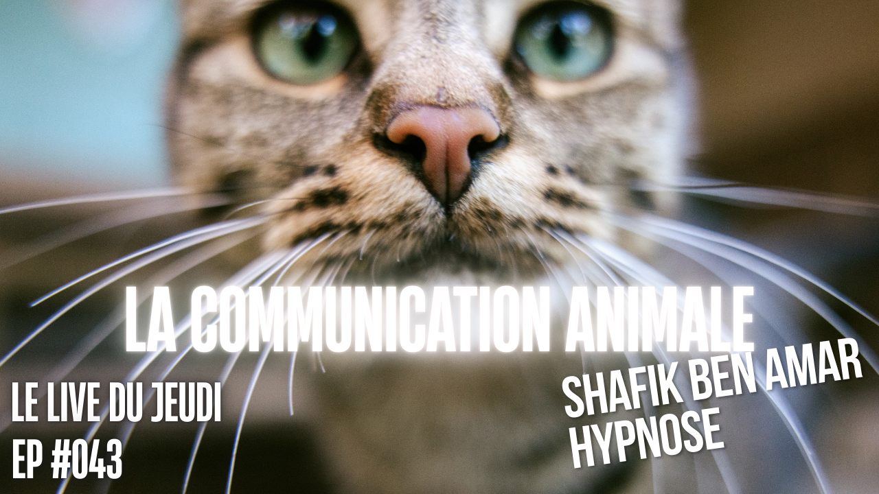 043 - Live HRE du Jeudi 14 aout «la communication animale» - Shafik Ben Amar Hypnose Régressive ésotériques