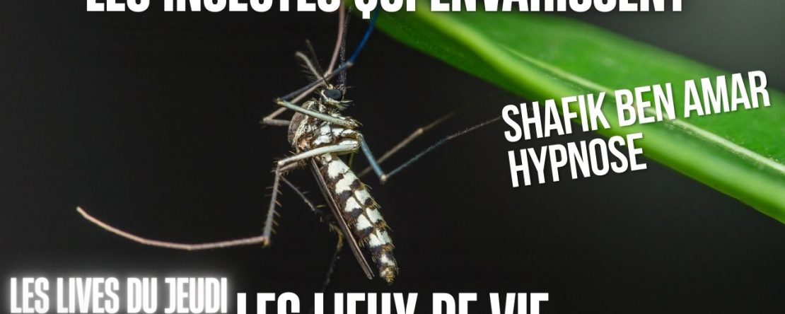 EP #44 Les insectes qui envahissent les lieux de vie - Shafik Ben Amar Hypnose Régressive ésotériques