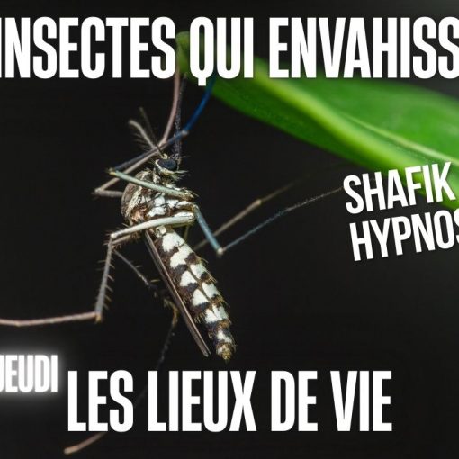 EP #44 Les insectes qui envahissent les lieux de vie - Shafik Ben Amar Hypnose Régressive ésotériques