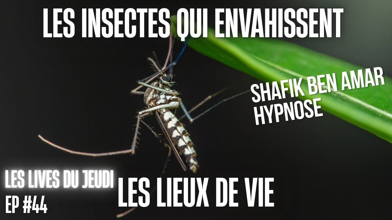 EP #44 Les insectes qui envahissent les lieux de vie - Shafik Ben Amar Hypnose Régressive ésotériques