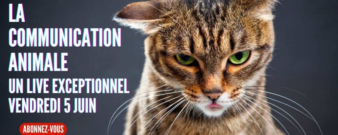 084 – Live du 5 Juin La Communication Animale - Shafik Ben Amar Hypnose Régressive ésotériques