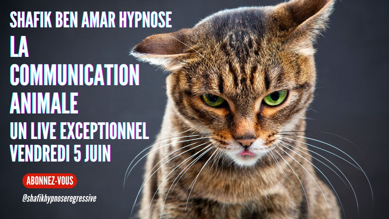 084 – Live du 5 Juin La Communication Animale - Shafik Ben Amar Hypnose Régressive ésotériques