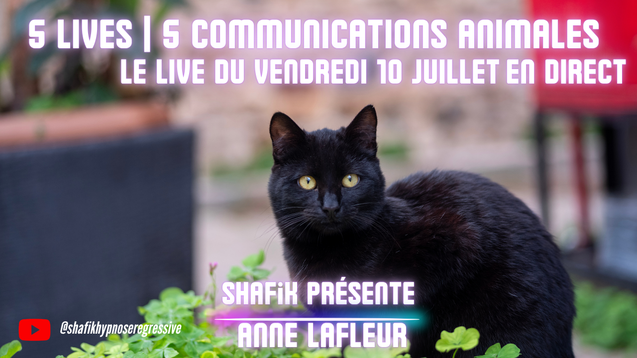 Ep316 - 3ieme live communication animale - Shafik Ben Amar Hypnose Régressive ésotériques Bourg-La-Reine