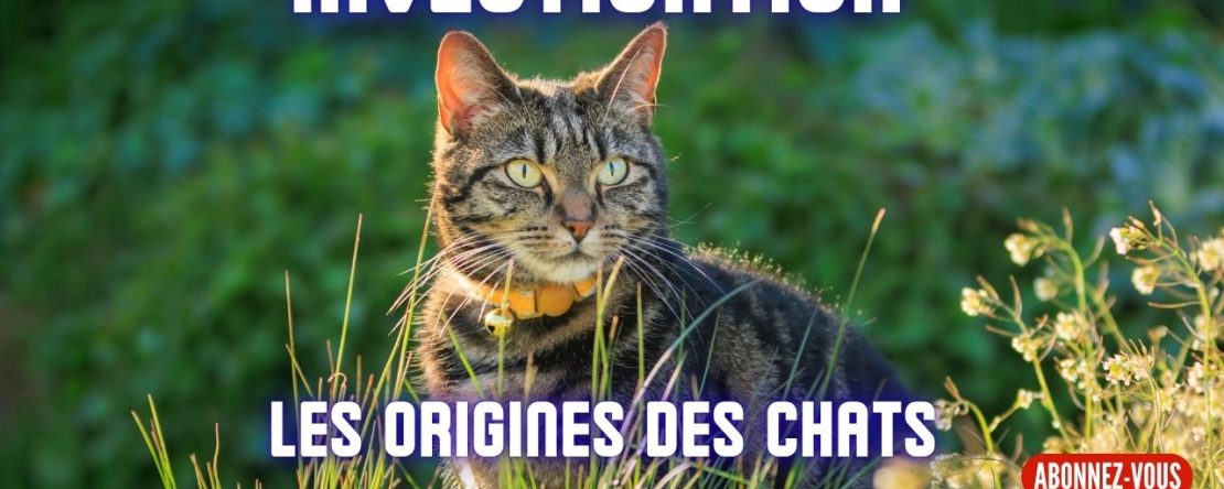 Ep337 -investigation Les chats origines - Shafik Ben Amar Hypnose Régressive ésotériques Bourg-La-Reine