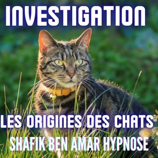Ep337 -investigation Les chats origines - Shafik Ben Amar Hypnose Régressive ésotériques Bourg-La-Reine